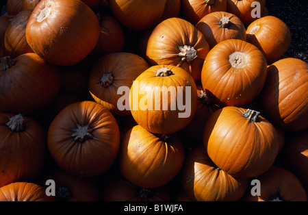 ENGLAND West Sussex Slindon Kürbisse zum Verkauf an Halloween-Zeit. Stockfoto