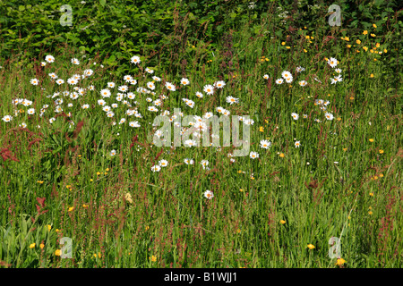 Oxeye Daisy und Butterblume Blume in Wiese Stockfoto