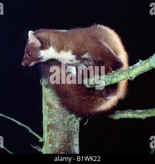 Martre Baummarder europäischen Baummarder Martes Martes Youngster auf Erle verzweigen Tiere Canoidea Carnivora Raubtiere Europa Euro Stockfoto