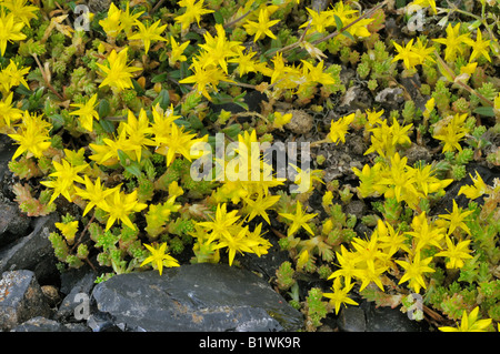 Beißen Mauerpfeffer Sedum Acre Growing auf Blei Minning verschwenden Charterhouse Stockfoto