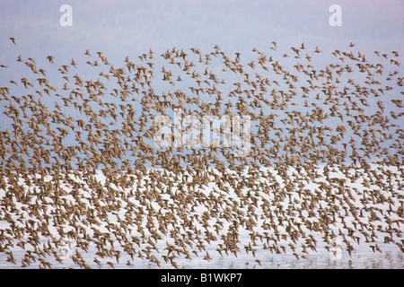 Shorebird Migration auf den Copper River Delta Chugach National Forest Cordova-Alaska Stockfoto