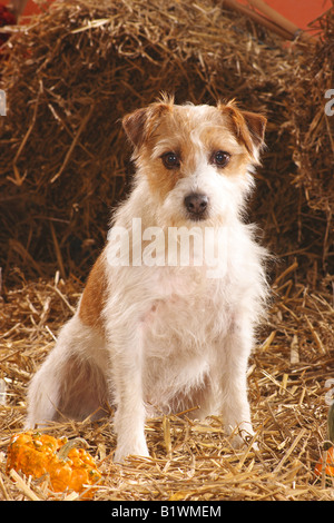 Jack Russell Terrier (rauhaar) - sitzen im Stroh Stockfoto