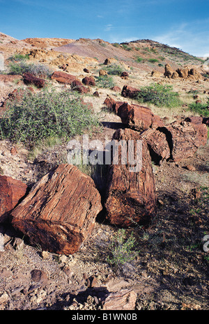 Protokolle von versteinertem Holz als Teil eines Baumstammes im Alter von 20 bis 26 Millionen Jahren in der Nähe von Alia Bay Sibiloi Nationalpark Nord-Kenia Stockfoto