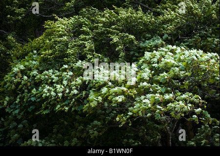 Bergahorn und Buche Baum Blätter im Wind wehen. Schottland Stockfoto