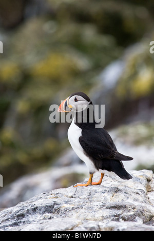 Papageitaucher (Fratercula Arctica) auf einem Felsen Stockfoto