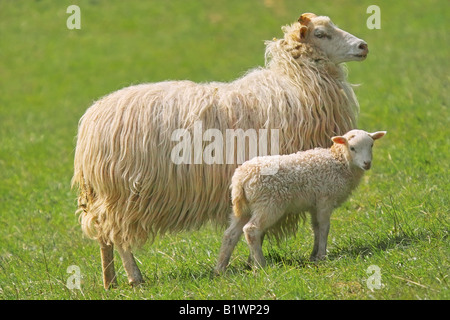 Deutsche Heide und Lamm auf Wiese Stockfoto