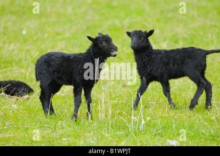 Deutsche Heide - zwei Lämmer auf Wiese Stockfoto