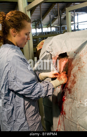 Studentin der Tiermedizin betreibt auf Kuh Stockfoto