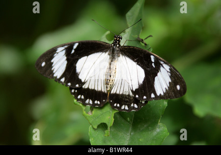 Mocker Schwalbenschwanz Schmetterling, Papilio Dardanus f Hippocoon (weiblich), Papilionidae Stockfoto