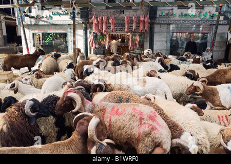 Alexandria, Ägypten. Schafe zu verkaufen in Viehmarkt, s Metzgerei im Hintergrund Stockfoto