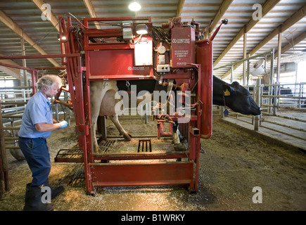 Dairy Farm-Manager arbeitet an HUF Kuh Stockfoto