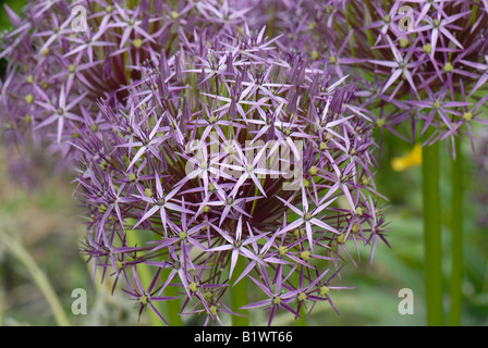 Runde Blütenköpfe von Allium Cristophii mit Stern geformt, Blümchen und grünen Samenkapseln bilden Stockfoto