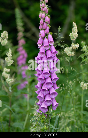 Blühende Fingerhut Pflanze mit Röschen teilweise Wald im Hintergrund geöffnet Stockfoto