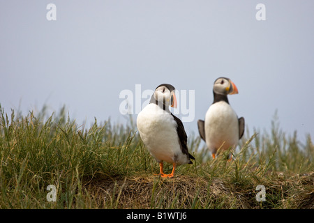 Zwei Papageitaucher (Fratercula Arctica) auf einem Felsen mit Blick auf Meer Stockfoto