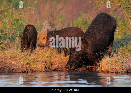 Wildes Schwein Sus Scrofa Mutter mit jungen trinken aus Teich Refugio als Bend Texas USA April 2008 Stockfoto