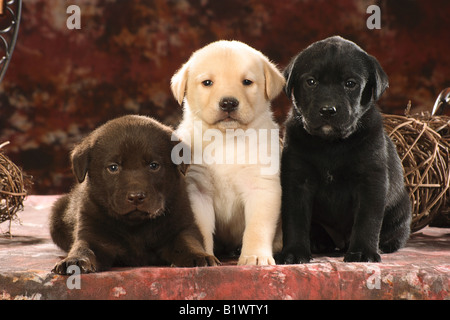 Labrador Retriever. Drei unterschiedlich farbige Welpen, schwarz, Schokolade und gelb, auf einer Decke Stockfoto