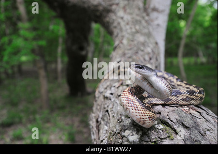 Texas Rattenschlange bieten Obsoleta Lindheimeri Erwachsenen auf Pecan Baum Refugio als Bend Texas USA April 2008 Stockfoto