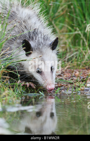 Virginia Opossum Didelphis Virginiana jung trinken aus Feuchtgebieten See Refugio Coastel Bend Texas USA April 2008 Stockfoto