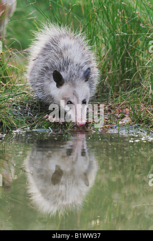 Virginia Opossum Didelphis Virginiana jung trinken aus Feuchtgebieten See Refugio Coastel Bend Texas USA April 2008 Stockfoto