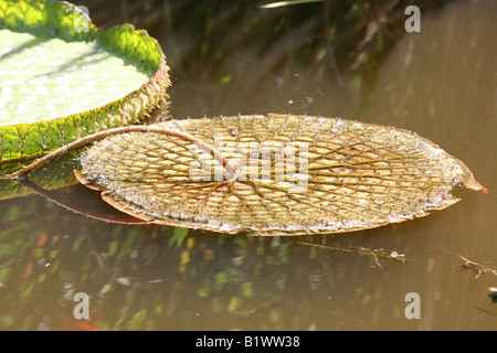 Schließen Sie oben von Wasserlilie Blätter in einem Teich Stockfoto