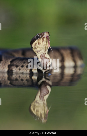 Western Cottonmouth Agkistrodon Piscivorus Leucostoma Erwachsener im See Refugio als Bend Texas USA April 2008 Stockfoto