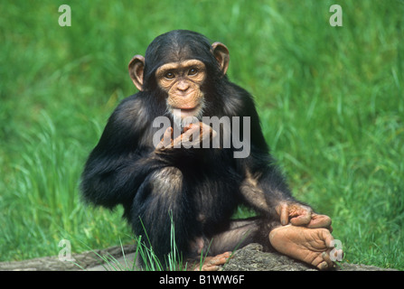 Junge Schimpansen (Pan troglodytes) sitzt auf einem Baumstamm, während sein Kinn kratzen Stockfoto