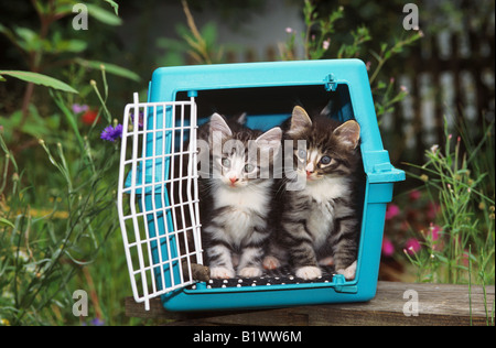 Norwegische Waldkatze. Zwei Tabby Kitten aus einer Transportbox Stockfoto