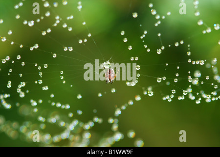 Tau kauerte Spinnennetz mit Spinne im mittleren grüner Baum Hintergrund Stockfoto