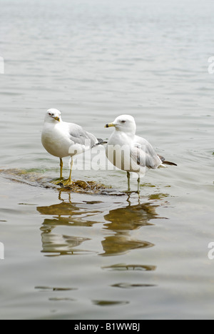 Paar von Silbermöwen / Möwen, Mississauga, Port Credit Bereich Stockfoto