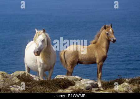 zwei welsh Mountain Ponys - Stute mit Fohlen Stockfoto