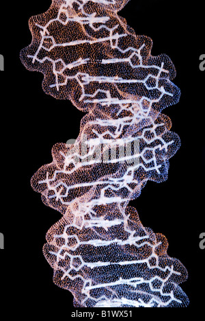 DNA-Molekül "Doppelhelix" Stockfoto