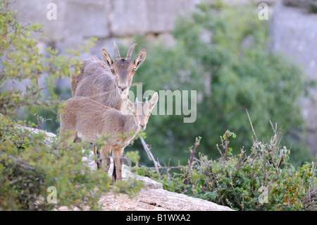 Dies ist ein Foto von einer Ziege, die auf einem Felsen ist Stockfoto