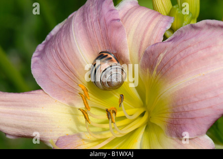 Eine bunte Form von einem dunklen Lippen beringte Schnecke Bänderschnecken Nemoralis auf einer Taglilie Blüte Stockfoto