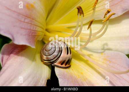 Eine bunte Form von einem dunklen Lippen beringte Schnecke Bänderschnecken Nemoralis auf einer Taglilie Blüte Stockfoto
