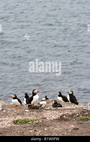 Papageitaucher (Fratercula Arctica) sitzt auf einem Felsen mit Blick auf Meer Stockfoto