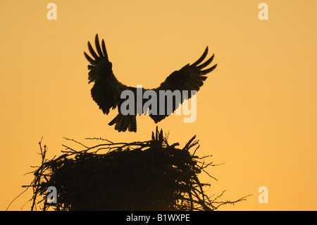 Silhouette von Osprey im Flug landen auf seinem nest Stockfoto