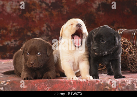 Labrador Retriever. Drei bunte Welpen, schwarz, Schokolade und gelb, auf einer Decke. Eine der Gähnen Stockfoto