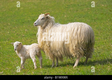 Deutsche Heide und Lamm auf Wiese Stockfoto