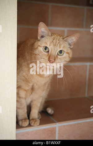 roten Haaren europäischer Kurzhaar Kater sitzt auf der Treppe. Deutschland, Europa Stockfoto