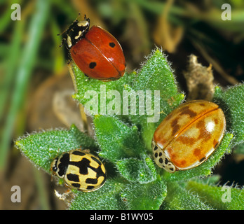 Two-Spot Marienkäfer (Adalia bipunctata), Fourteen-Spot Marienkäfer (Propylea quatuordecimpunctata) und Harlekin (Harmonia axyridis) Stockfoto