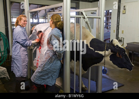 Studentin der Tiermedizin betreibt auf Kuh Stockfoto