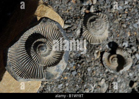 Fossil des primordialen Wasserlebewesen Ammoniten in Langza gefunden in Spiti Tal, Beweis dafür wird unter Tethys Meer versenkt Stockfoto