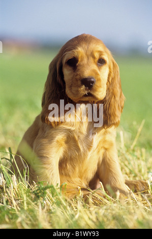 Cocker Spaniel Civilization - sitzen auf der Wiese Stockfoto