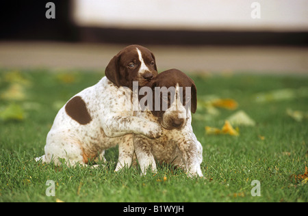 zwei Deutscher Kurzhaariger Vorstehhund Welpen - spielen auf der Wiese Stockfoto