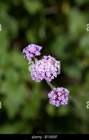 VERBENA BONARIENSIS GLANDULARIA BLUME IN EINEM SONNIGEN GARTEN SURREY GRENZE IM JULI Stockfoto