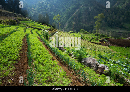 Biologisch angebaute Gemüse und Reisfelder in Ost-Java, Indonesien Stockfoto