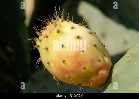 Die Frucht eines Kaktus. Die Insel Samos in Griechenland. Stockfoto