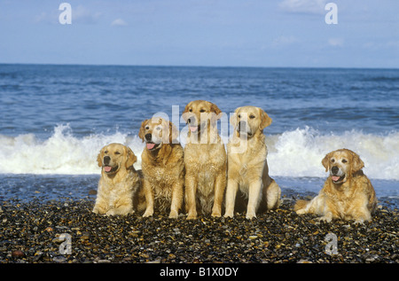 fünf golden Retriever - direkt am Wasser Stockfoto