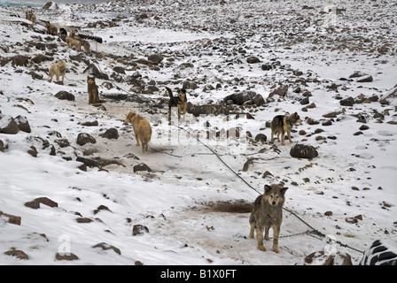 Schlittenhunde angekettet in Grise Fiord, Nunavut.  Kanadas am weitesten nördlichen Gemeinschaft.  In diesen Regionen sind Hunde für Dienstprogramm verwendet. Stockfoto