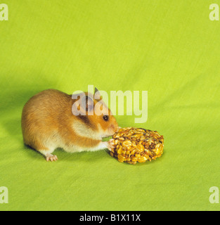 Goldhamster an cookie Stockfoto